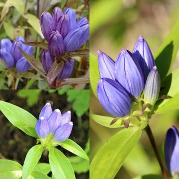 Gentian blume samen for anpflanzung - colorful display, heirloom & gmo free samen for home garten
 
 sale samen for home garten