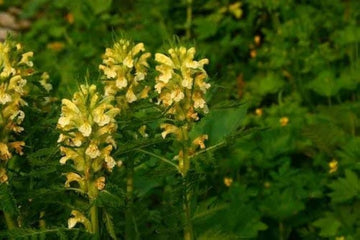 Gelb pedicularis lanceolata blume samen for anpflanzung - sun loving, heirloom & gmo free samen for home garten
 
 sale samen for anpflanzung in home garten