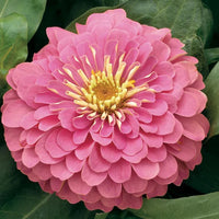 Pastel mix zinnia blume samen for anpflanzung long bloom season heirloom & gmo free samen for home garten 
 
 sale samen for home garten anpflanzung