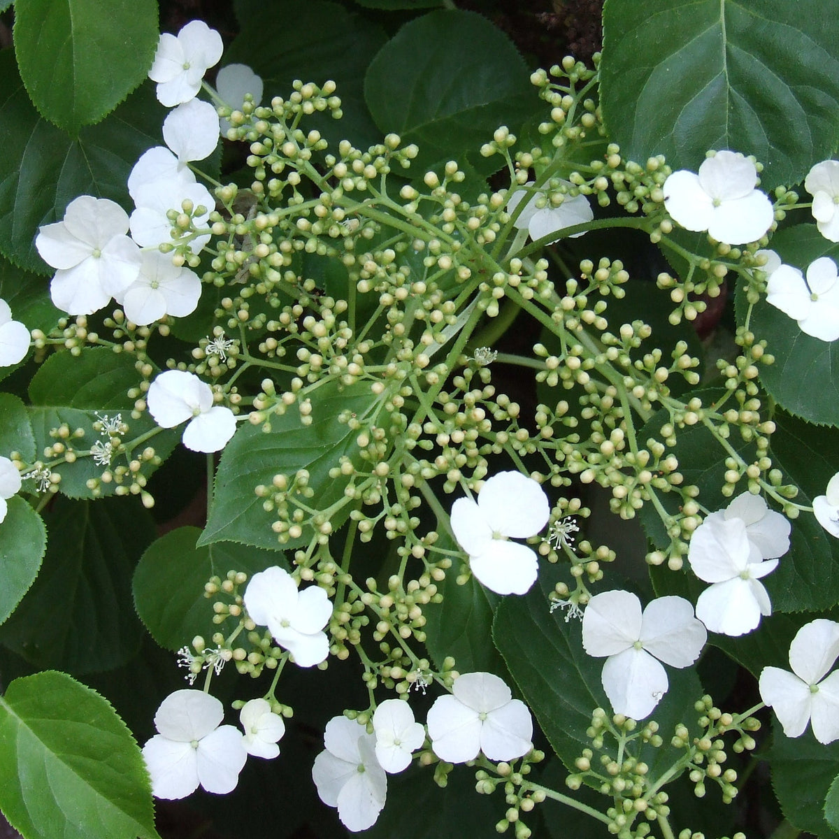 Hortensia trepadora blume samen for anpflanzung colorful display heirloom & gmo free samen for home garten
 
 sale samen for home garten anpflanzung