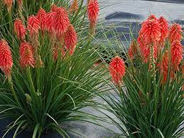 Rot kniphofia blume samen for anpflanzung - easy to grow, heirloom & gmo free samen for home garten
 
 sale samen for anpflanzung in home garten