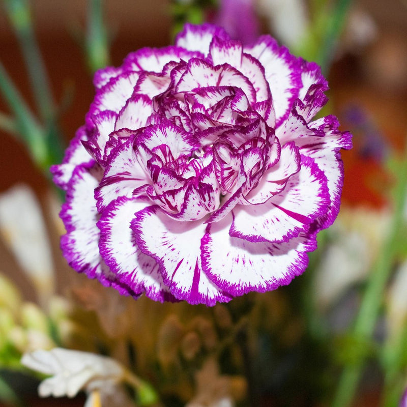 Violet weiß carnation blume samen for anpflanzung colorful display heirloom & gmo free samen for home garten
sale samen for home garten anpflanzung