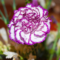 Violet weiß carnation blume samen for anpflanzung colorful display heirloom & gmo free samen for home garten
 
 sale samen for home garten anpflanzung