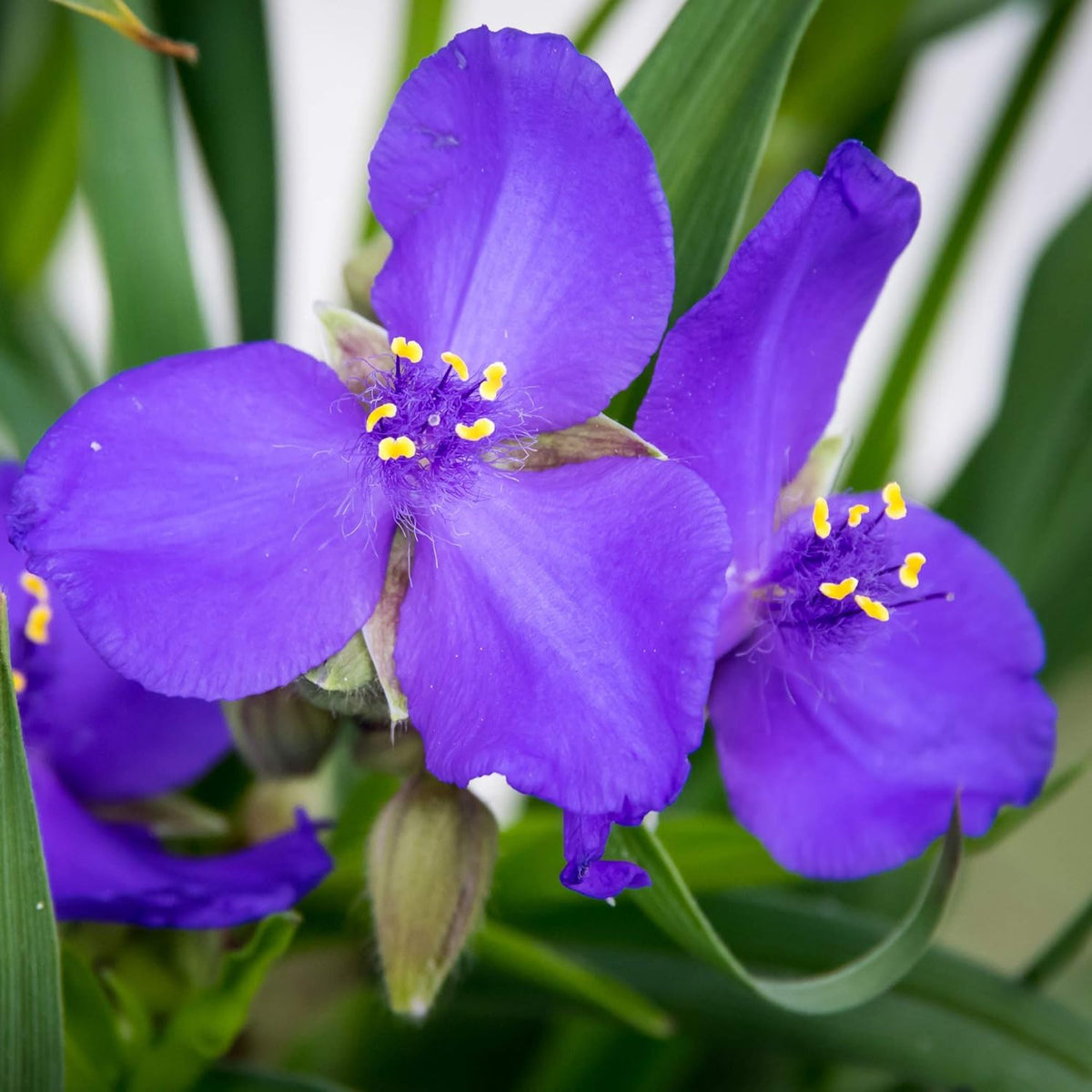 Lila spiderwort blume samen blume samen for anpflanzung fragrant blossoms heirloom & gmo free samen for home garten
 
 sale samen for home garten anpflanzung