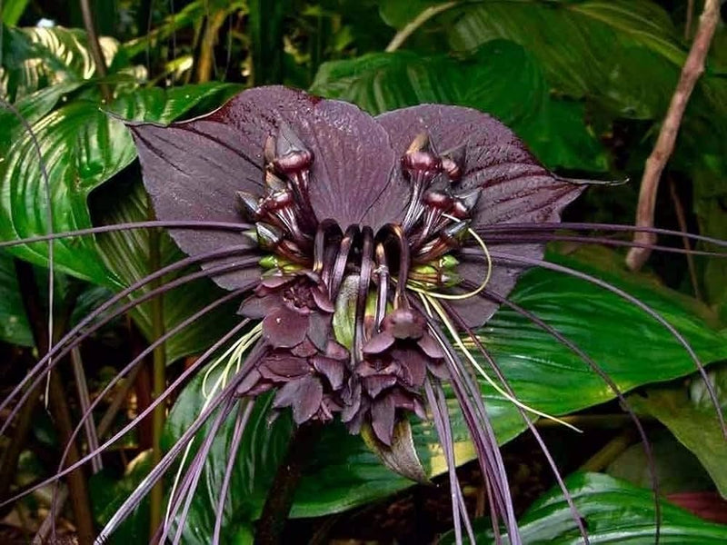 Schwarz tacca chantrieri blume samen for anpflanzung - premium quality, heirloom & gmo free samen for home garten
 
 sale samen for anpflanzung in home garten