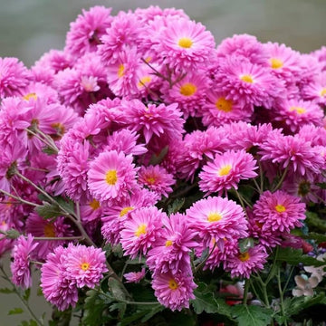 Chrysanthemum blume samen for anpflanzung fragrant blossoms heirloom & gmo free samen for home garten 
 
 sale samen for home garten anpflanzung