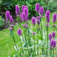 Betony blume samen for anpflanzung pollinator friendly heirloom & gmo free samen for home garten 
 
 sale samen for home garten anpflanzung