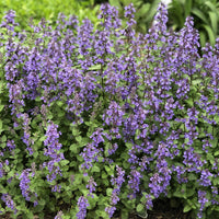 Nepeta mussinii blume samen for anpflanzung hardy variety heirloom & gmo free samen for home garten 
 
 sale samen for home garten anpflanzung