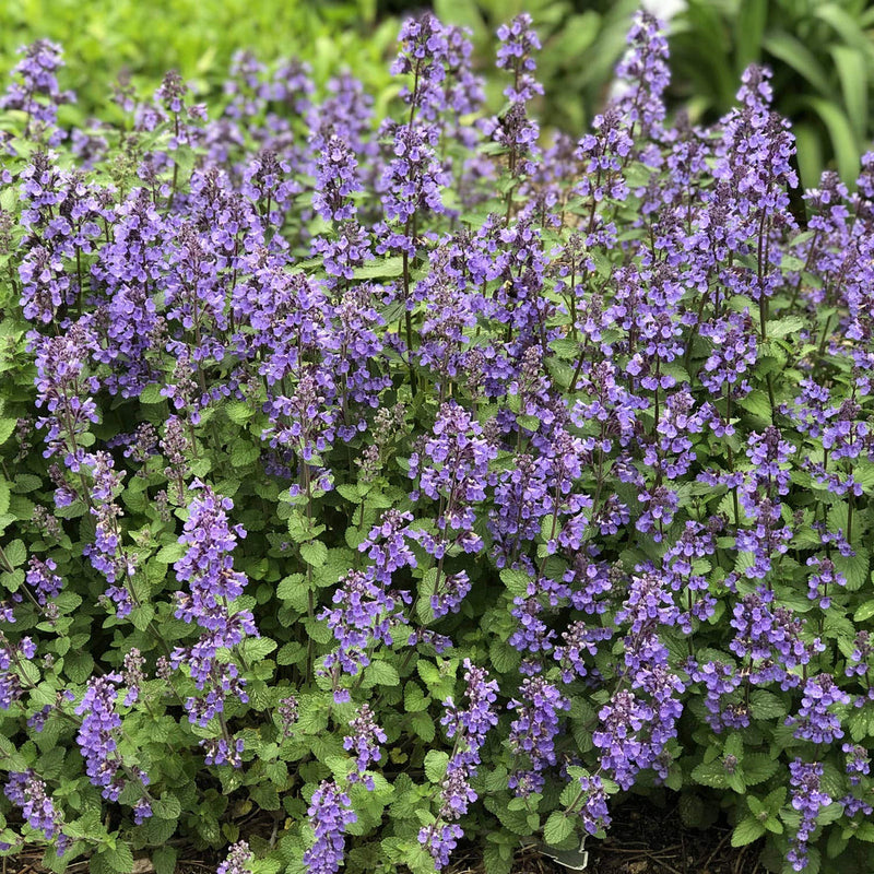Nepeta mussinii blume samen for anpflanzung hardy variety heirloom & gmo free samen for home garten 
 
 sale samen for home garten anpflanzung
