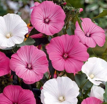 Weiß rosa lavatera blume samen for anpflanzung long bloom season heirloom & gmo free samen for home garten
 
 sale samen for home garten anpflanzung