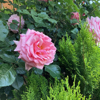 Rosa damascena blume samen for anpflanzung shade tolerant heirloom & gmo free samen for home garten
 
 sale samen for home garten anpflanzung
