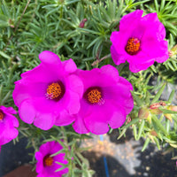 Lila portulaca blume samen for anpflanzung compact growth heirloom & gmo free samen for home garten 
 
 sale samen for home garten anpflanzung