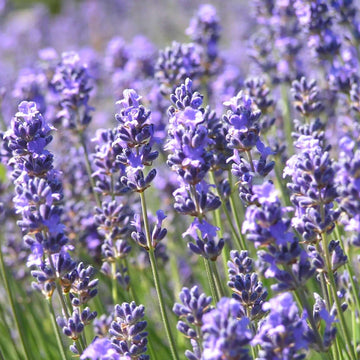 Lavender munstead blume samen for anpflanzung long bloom season heirloom & gmo free samen for home garten 
 
 sale samen for home garten anpflanzung