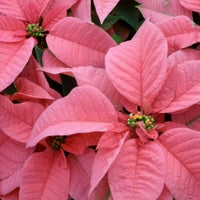 Light rosa euphorbia pulcherrima blume samen for anpflanzung - pollinator friendly, heirloom & gmo free samen for home garten
 
 sale samen for anpflanzung in home garten