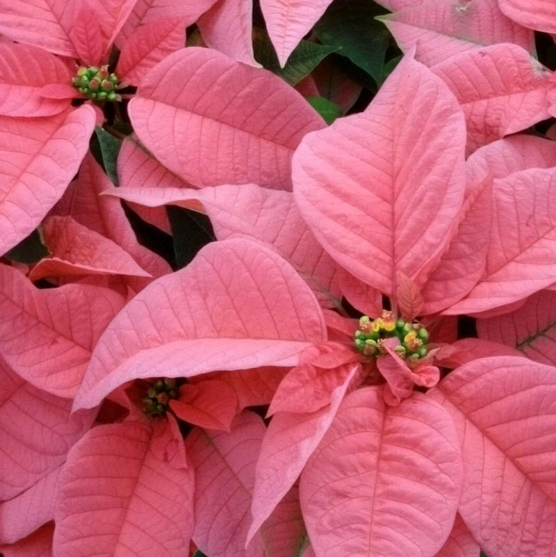 Light rosa euphorbia pulcherrima blume samen for anpflanzung - pollinator friendly, heirloom & gmo free samen for home garten
 
 sale samen for anpflanzung in home garten