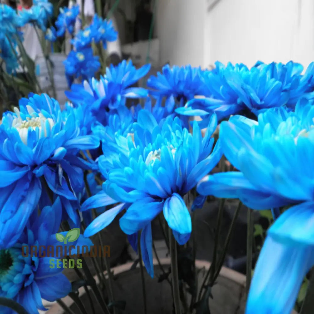 Chrysanthemum blau weiß blume samen for anpflanzung - low maintenance, heirloom & gmo free samen for home garten
 
 sale samen for anpflanzung in home garten