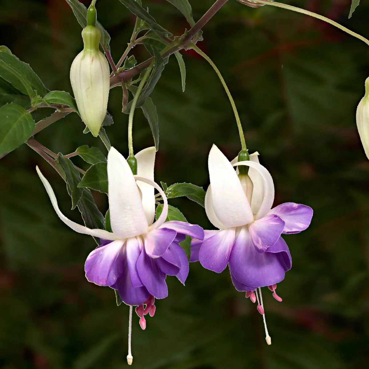 Lila weiß fuchsias blume samen for anpflanzung drought tolerant heirloom & gmo free samen for home garten 
 
 sale samen for home garten anpflanzung