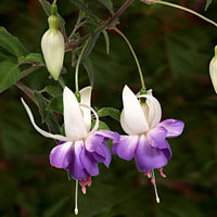 Lila weiß fuchsias blume samen for anpflanzung drought tolerant heirloom & gmo free samen for home garten 
 
 sale samen for home garten anpflanzung
