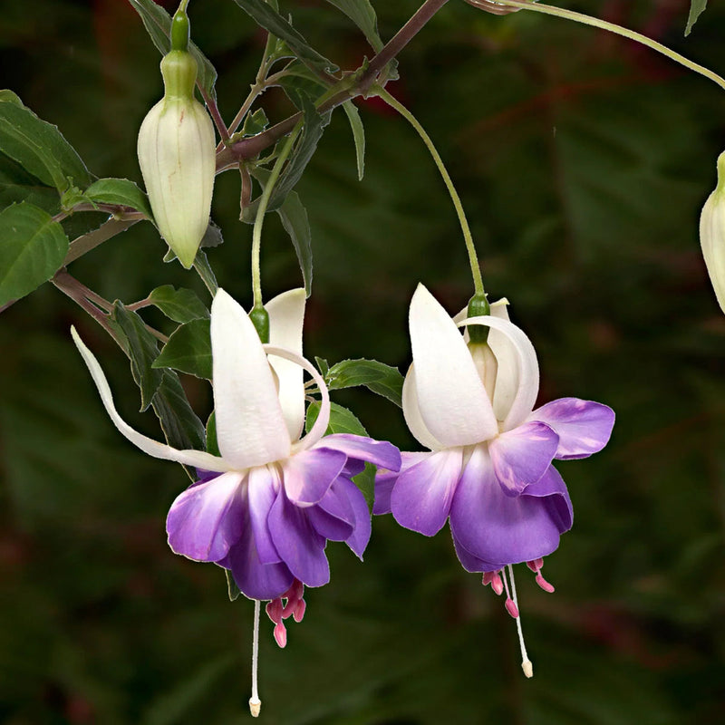 Lila weiß fuchsias blume samen for anpflanzung drought tolerant heirloom & gmo free samen for home garten 
 
 sale samen for home garten anpflanzung