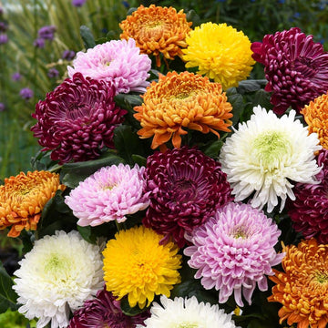 Mix chrysanthemum blume samen for anpflanzung perfect for borders heirloom & gmo free samen for home garten
 
 sale samen for home garten anpflanzung