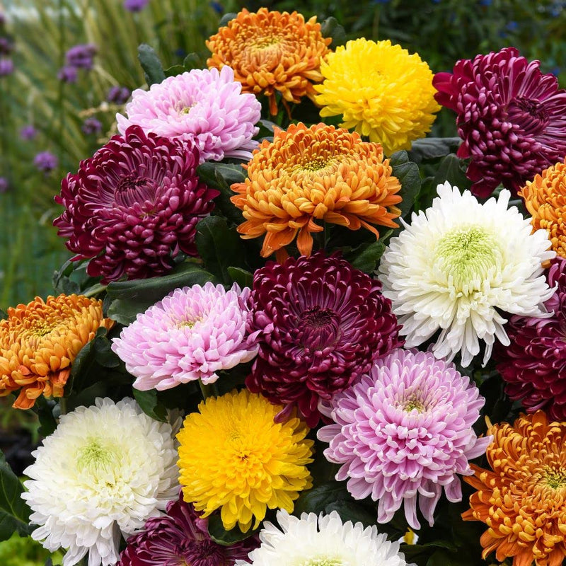 Mix chrysanthemum blume samen for anpflanzung perfect for borders heirloom & gmo free samen for home garten
 
 sale samen for home garten anpflanzung