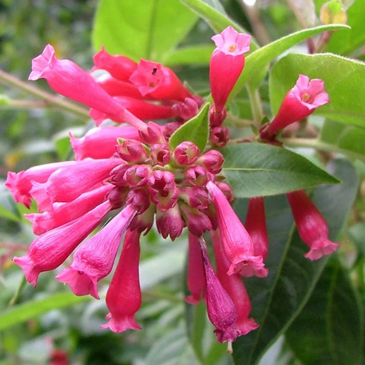 Rosa cestrum elegans blume samen for anpflanzung fragrant blossoms heirloom & gmo free samen for home garten
 
 sale samen for home garten anpflanzung