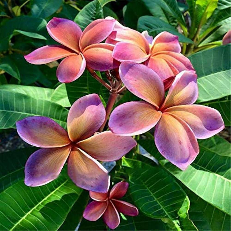 Frangipani blume samen for anpflanzung - long bloom season, heirloom & gmo free samen for home garten
 
 sale for anpflanzung in home garten.