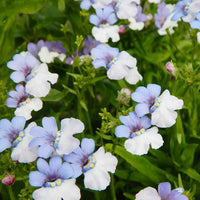 Blau weiß nemesia blume samen for anpflanzung shade tolerant heirloom & gmo free samen for home garten 
 
 sale samen for home garten anpflanzung