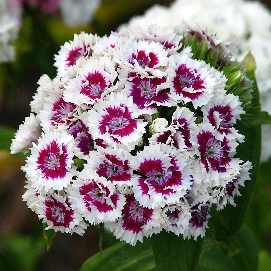Weiß violet dianthus blume samen for anpflanzung perfect for borders heirloom & gmo free samen for home garten 
 
 sale samen for home garten anpflanzung