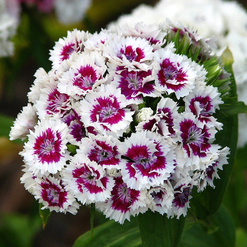 Weiß violet dianthus blume samen for anpflanzung perfect for borders heirloom & gmo free samen for home garten 
 
 sale samen for home garten anpflanzung
