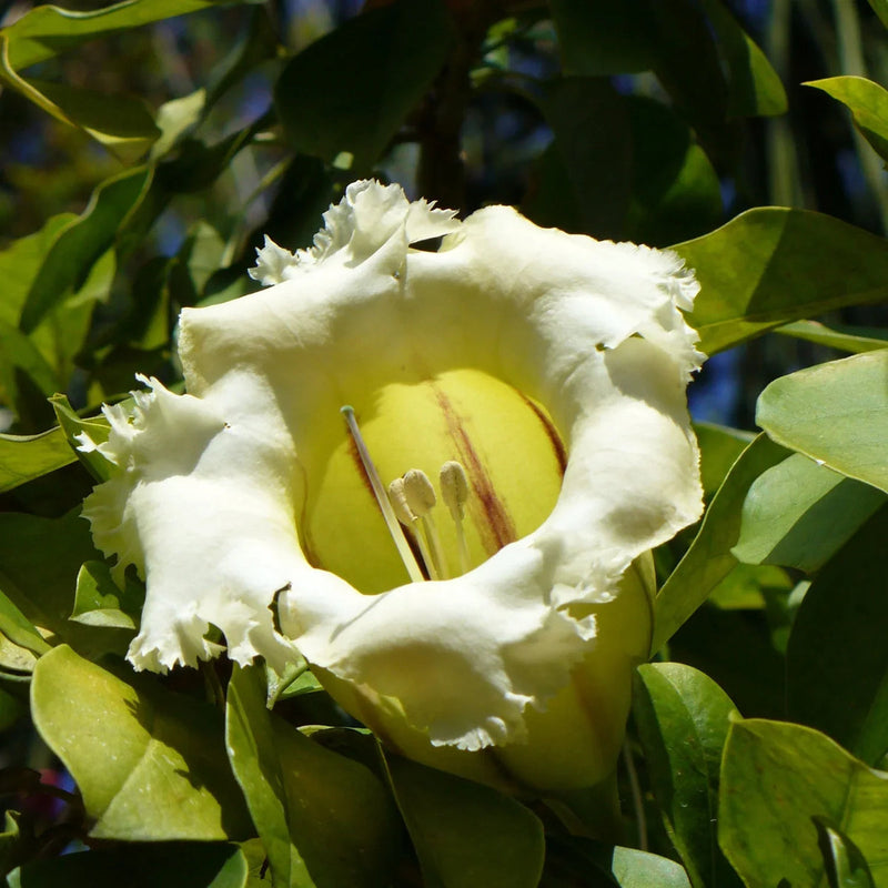 Solandra grandiflora blume samen for anpflanzung bright blooms heirloom & gmo free samen for home garten 
 
 sale samen for home garten anpflanzung