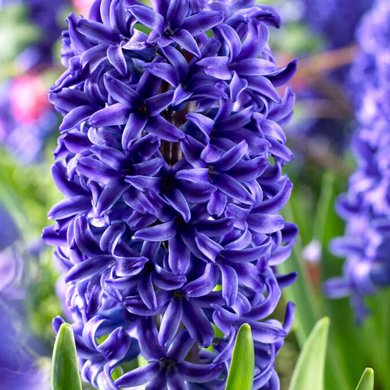 Deep blau hyacinth blume samen for anpflanzung sun loving heirloom & gmo free samen for home garten
 
 sale samen for home garten anpflanzung