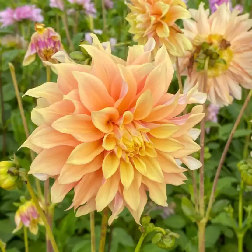 Dahlia pachyderms blume samen for anpflanzung cut blume favorite heirloom & gmo free samen for home garten 
 
 sale samen for home garten anpflanzung