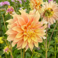 Dahlia pachyderms blume samen for anpflanzung cut blume favorite heirloom & gmo free samen for home garten 
 
 sale samen for home garten anpflanzung