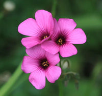 Rosa oxalis laciniata blume samen for anpflanzung - pollinator friendly, heirloom & gmo free samen for home garten
 
 sale samen for anpflanzung in home garten