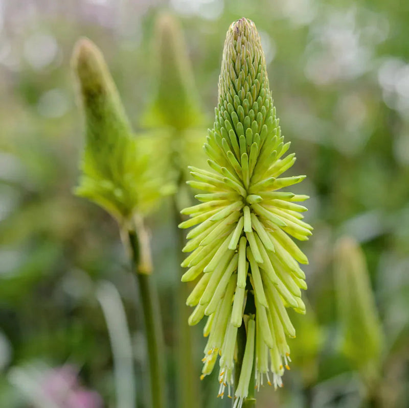 Grün kniphofia blume samen for anpflanzung cottage garten essential heirloom & gmo free samen for home garten
 
 sale samen for home garten anpflanzung