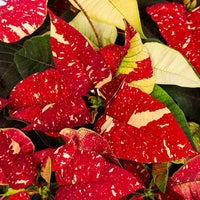 Rot weiß poinsettia blume samen for anpflanzung low maintenance heirloom & gmo free samen for home garten 
 
 sale samen for home garten anpflanzung