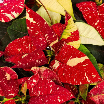 Rot weiß poinsettia blume samen for anpflanzung low maintenance heirloom & gmo free samen for home garten 
 
 sale samen for home garten anpflanzung