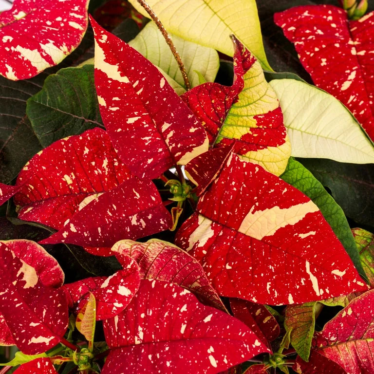 Rot weiß poinsettia blume samen for anpflanzung low maintenance heirloom & gmo free samen for home garten 
 
 sale samen for home garten anpflanzung