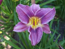 Blau hemerocallis blume samen for anpflanzung - cottage garten essential, heirloom & gmo free samen for home garten
 
 sale samen for anpflanzung in home garten