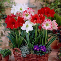 Mixed amaryllis blume samen for anpflanzung bright blooms heirloom & gmo free samen for home garten 
 
 sale samen for home garten anpflanzung