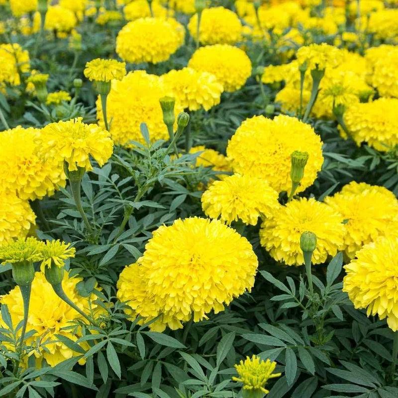 Marigold blume samen for anpflanzung shade tolerant heirloom & gmo free samen for home garten 
 
 sale for anpflanzung in home garten
