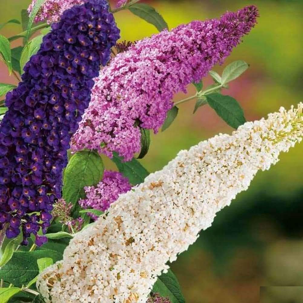 Mixed buddleia blume samen for anpflanzung compact growth heirloom & gmo free samen for home garten 
 
 sale samen for home garten anpflanzung