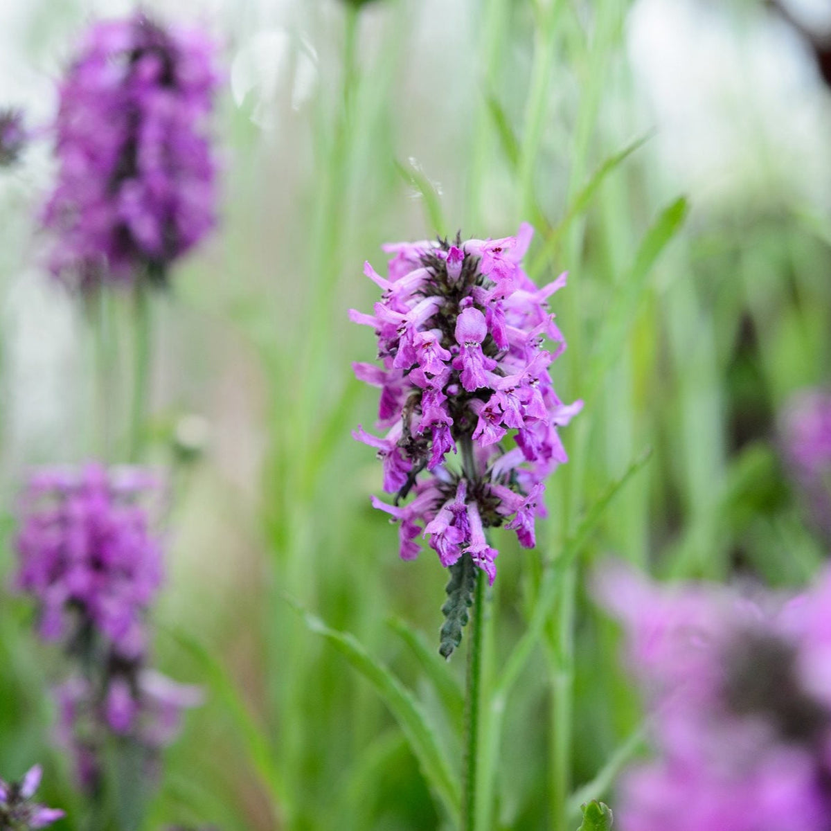 Lila stachys blume samen for anpflanzung colorful display heirloom & gmo free samen for home garten
 
 sale samen for home garten anpflanzung