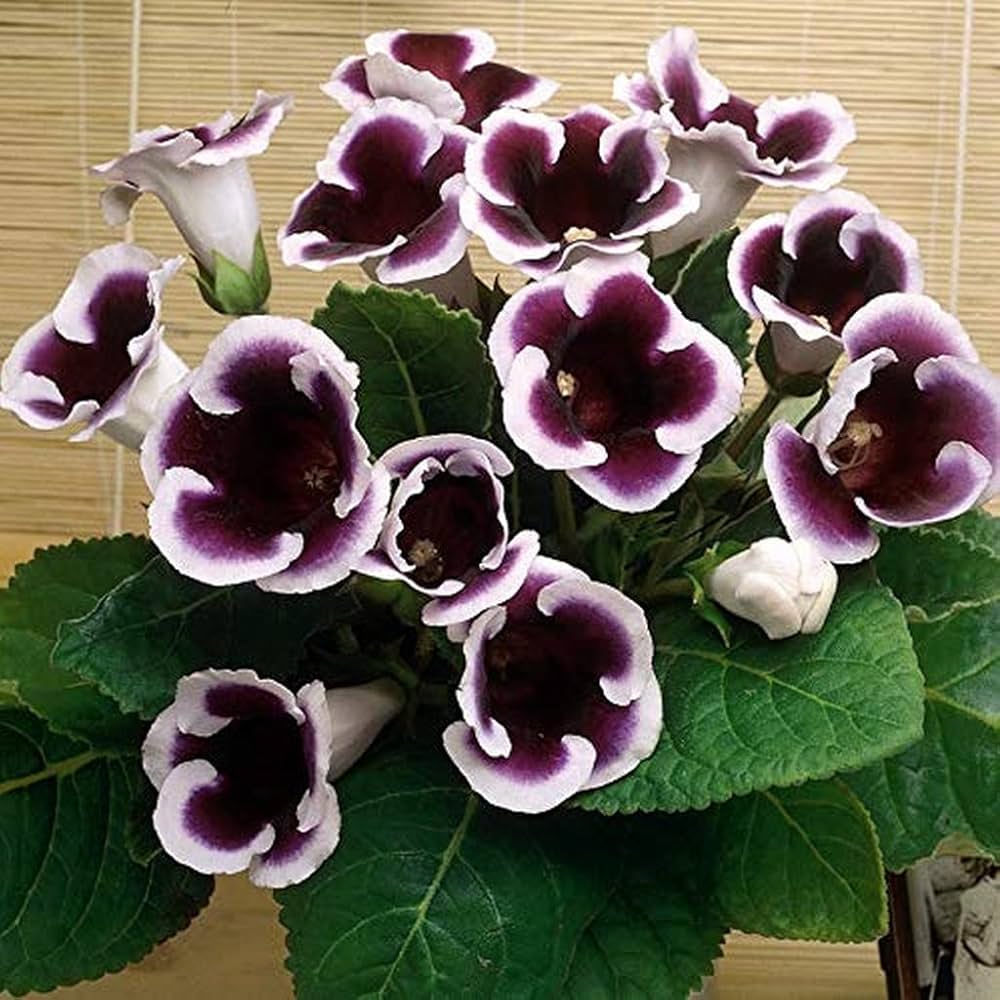 Gloxinia blume samen for anpflanzung sun loving heirloom & gmo free samen for home garten 
 
 sale for anpflanzung in home garten