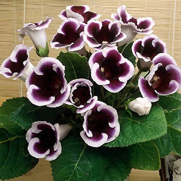 Gloxinia blume samen for anpflanzung sun loving heirloom & gmo free samen for home garten 
 
 sale for anpflanzung in home garten