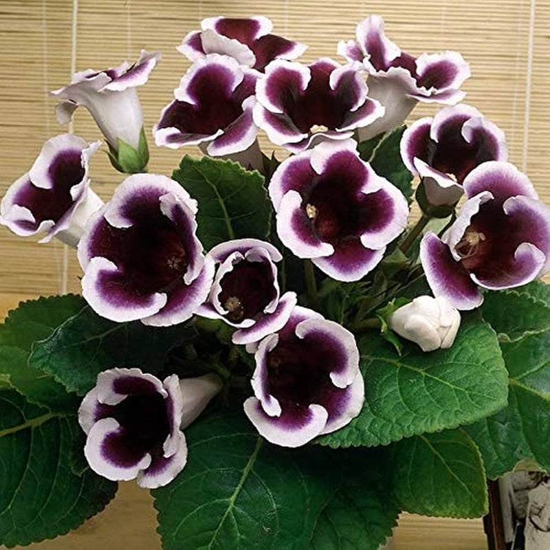 Gloxinia blume samen for anpflanzung sun loving heirloom & gmo free samen for home garten 
 
 sale for anpflanzung in home garten