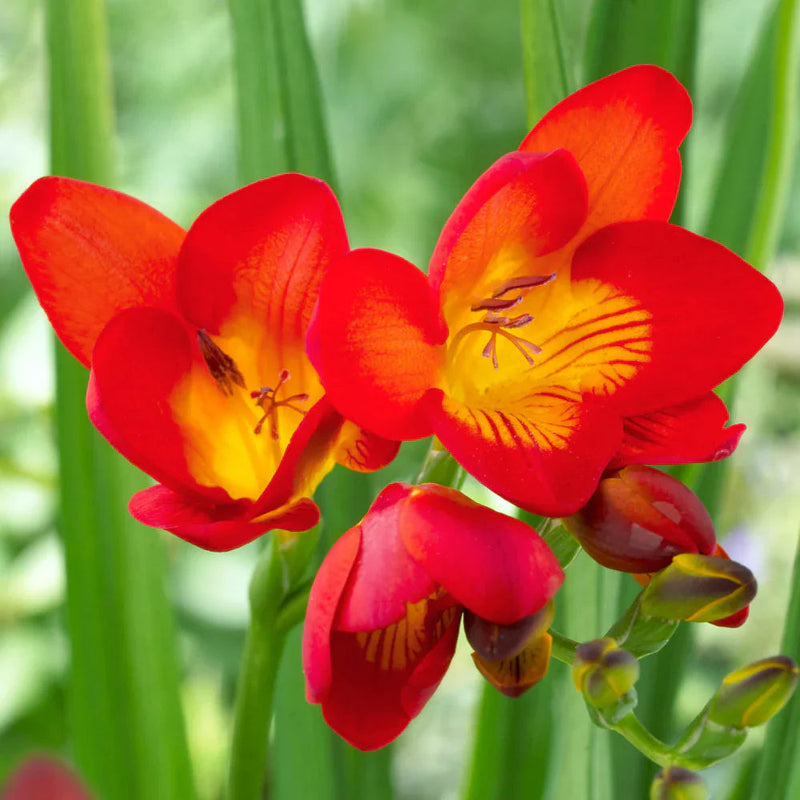 Rot freesias blume samen for anpflanzung - colorful display, heirloom & gmo free samen for home garten
sale samen for anpflanzung in home garten