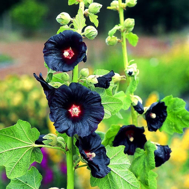 Schwarz hollyhock blume samen for anpflanzung shade tolerant heirloom & gmo free samen for home garten 
 
 sale samen for home garten anpflanzung