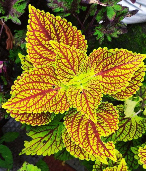 Gelb rot coleus blume samen for anpflanzung - long bloom season, heirloom & gmo free samen for home garten
 
 sale samen for home garten